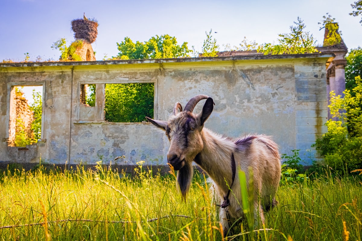Тур выходного дня Гродненская область