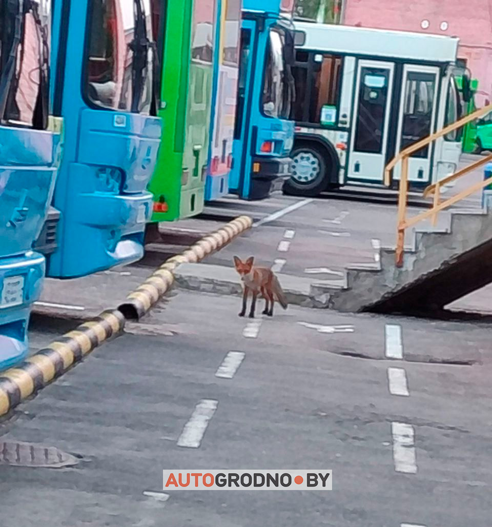 Лиса в автобусном парке Гродно