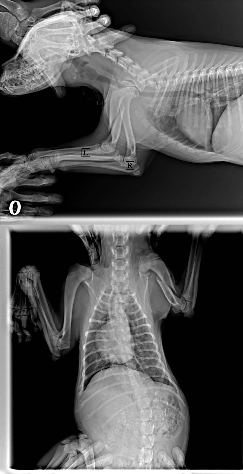 Срочно! В Гродно сбили собаку (видео): Без помощи людей операцию не осилю