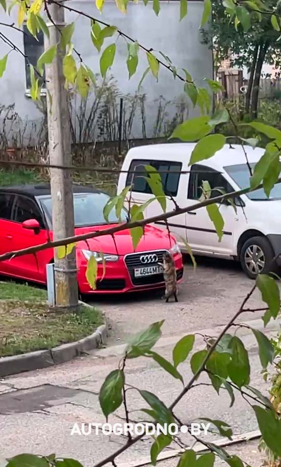 Собаки погрызли автомобиль девушки из Гродно. Сейчас она считает ущерб