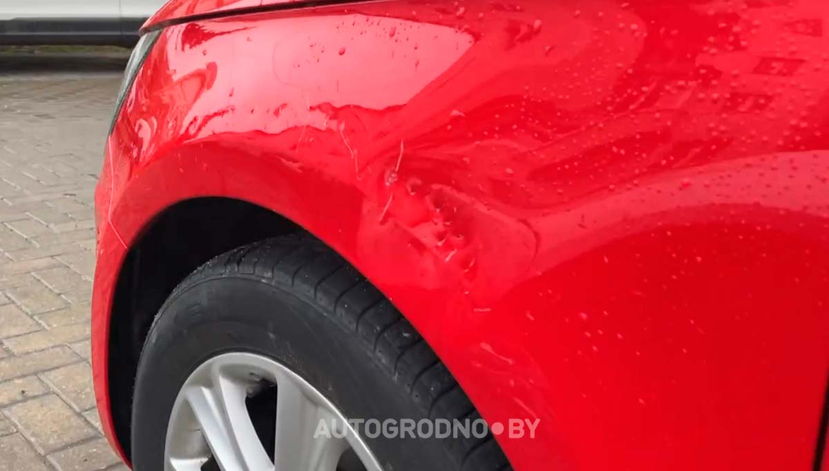 Собаки погрызли автомобиль девушки из Гродно. Сейчас она считает ущерб