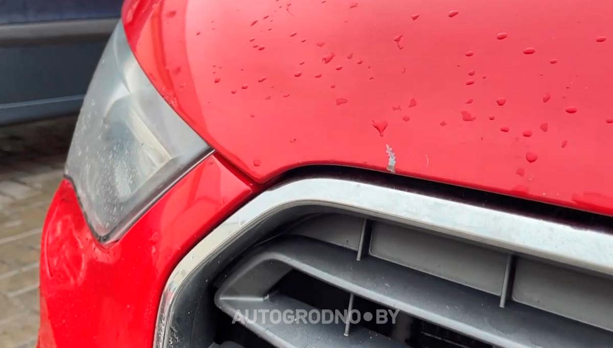 Собаки погрызли автомобиль девушки из Гродно. Сейчас она считает ущерб