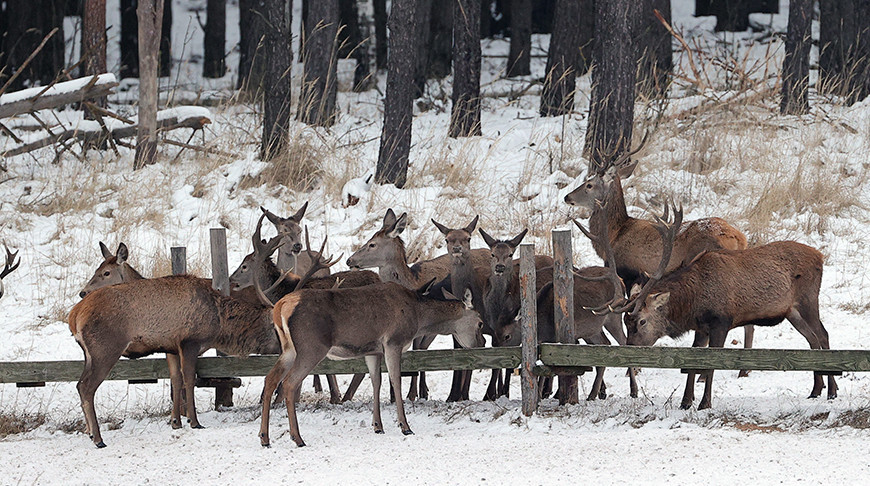 podkormka zhivotnyh grodno 01