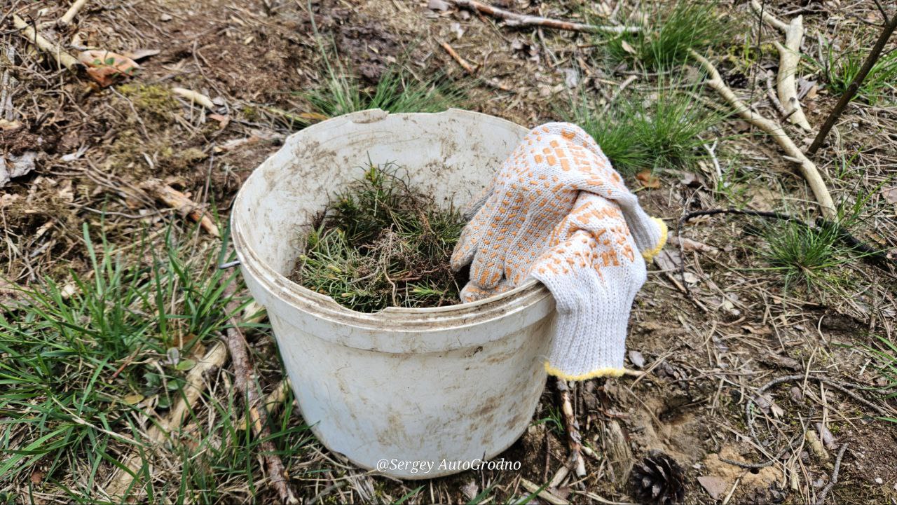 АвтоГродно и Гродноавтосервис высадили деревья в лесу под городом. Как сделать то же самое?