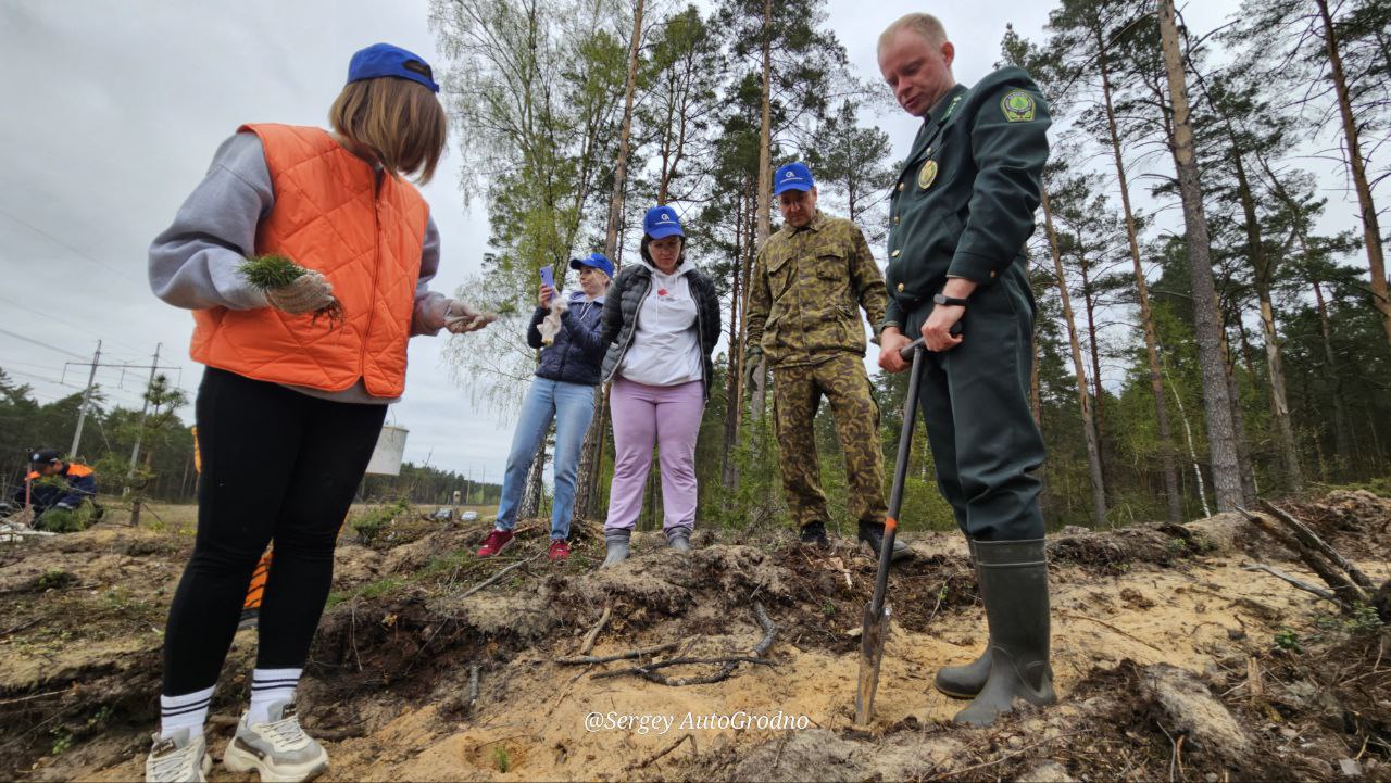 АвтоГродно и Гродноавтосервис высадили деревья в лесу под городом. Как сделать то же самое?
