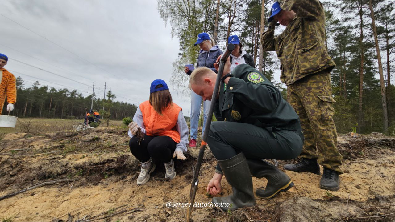 АвтоГродно и Гродноавтосервис высадили деревья в лесу под городом. Как сделать то же самое?