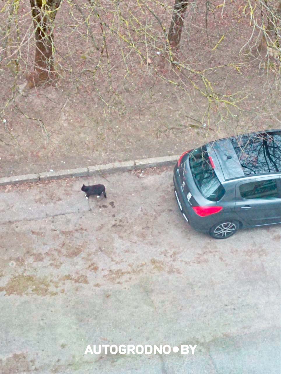 Коты в Гродно