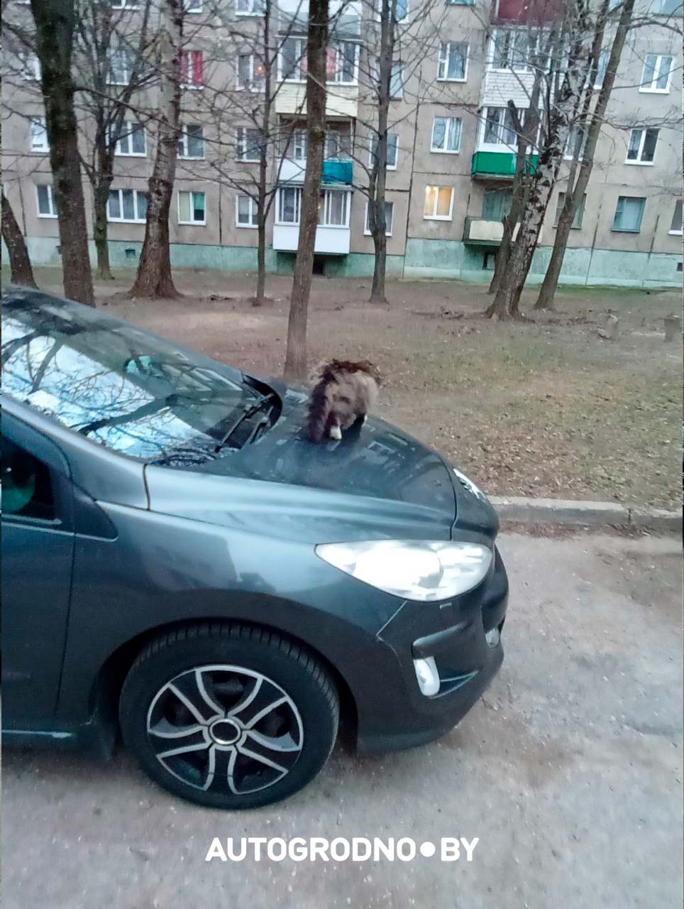 Коты в Гродно