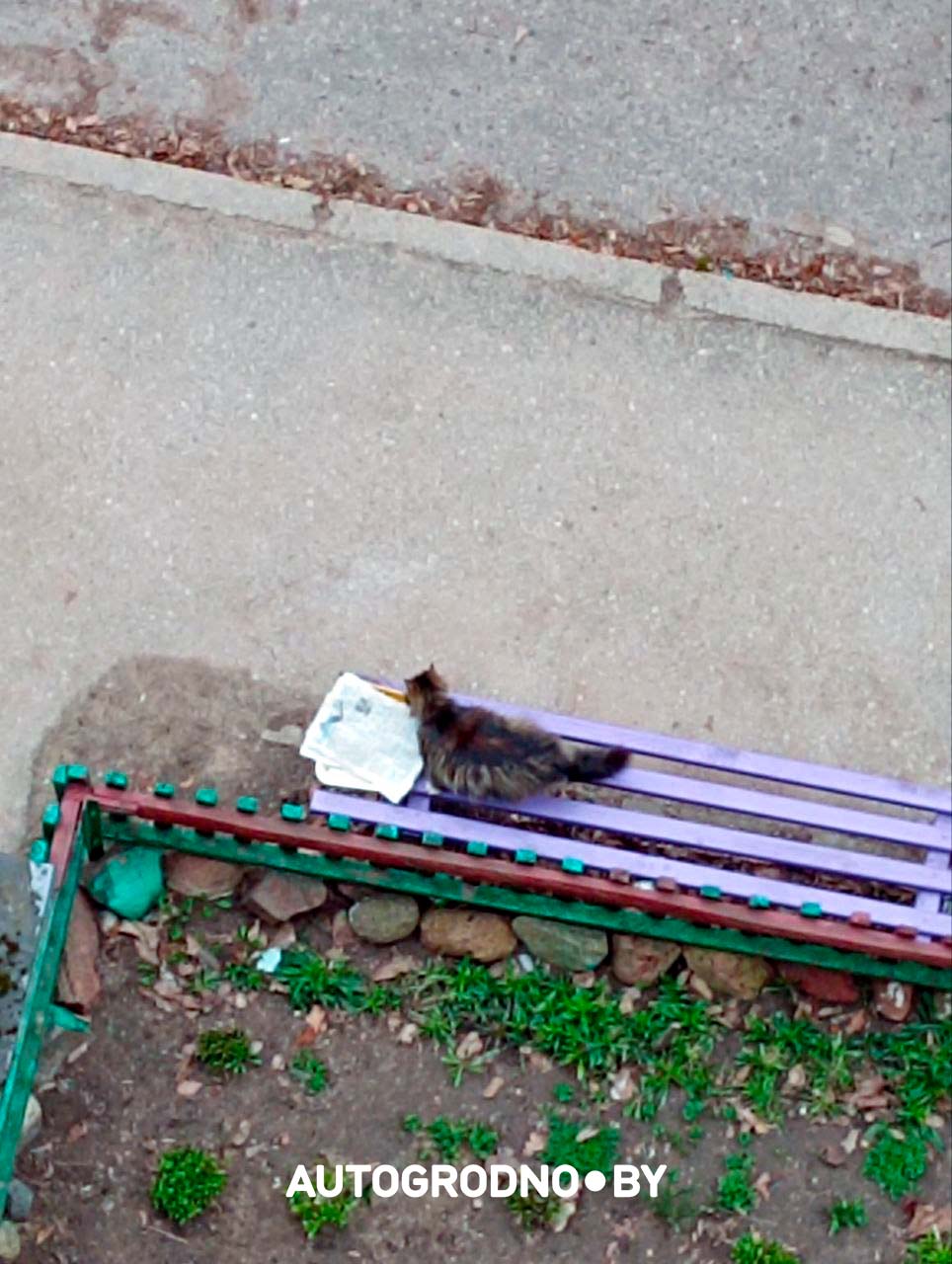 Коты в Гродно