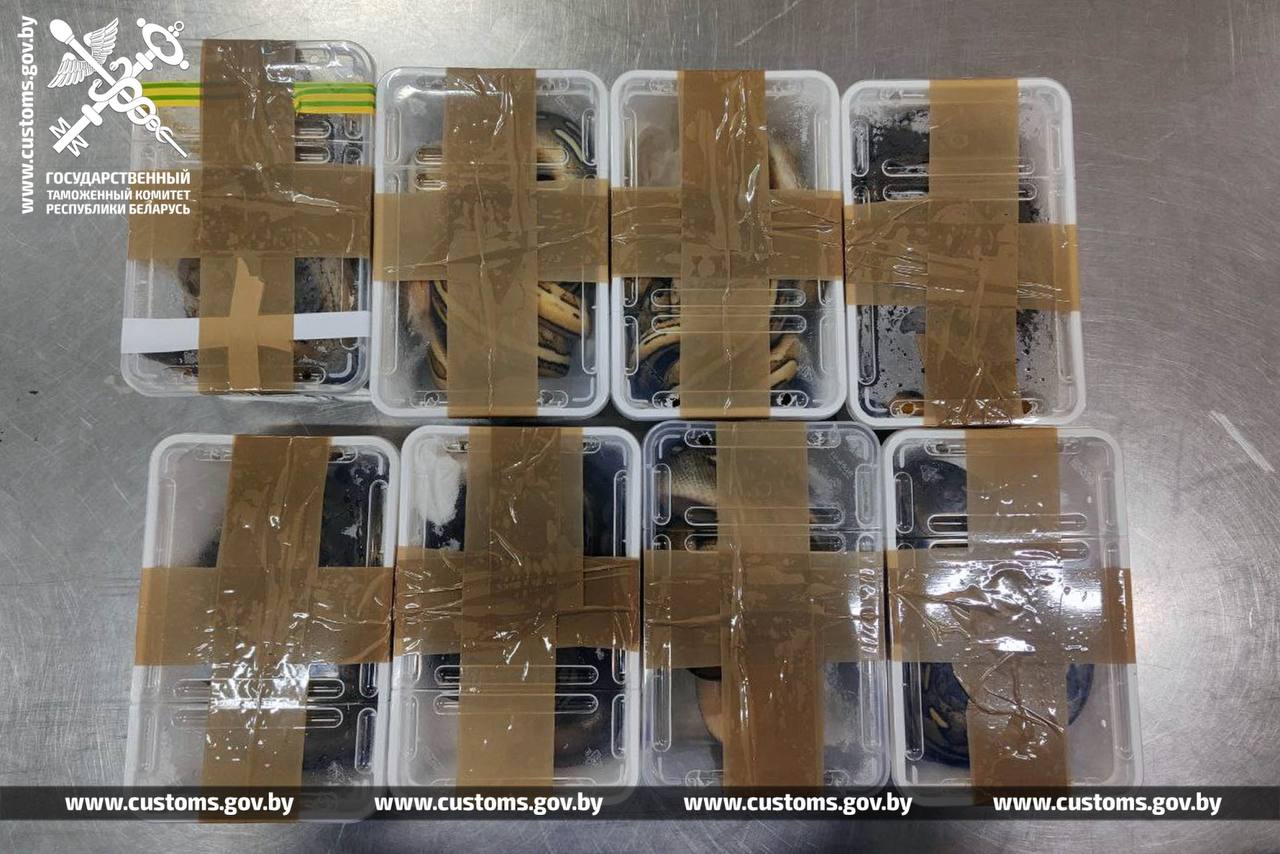 nakazanie za zmej 01