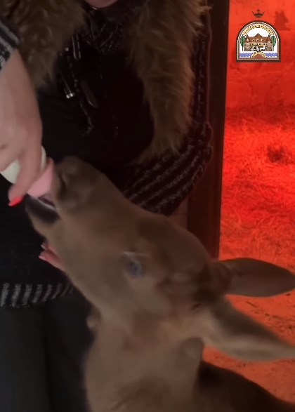 losjonok korobchitsy 06 05 03