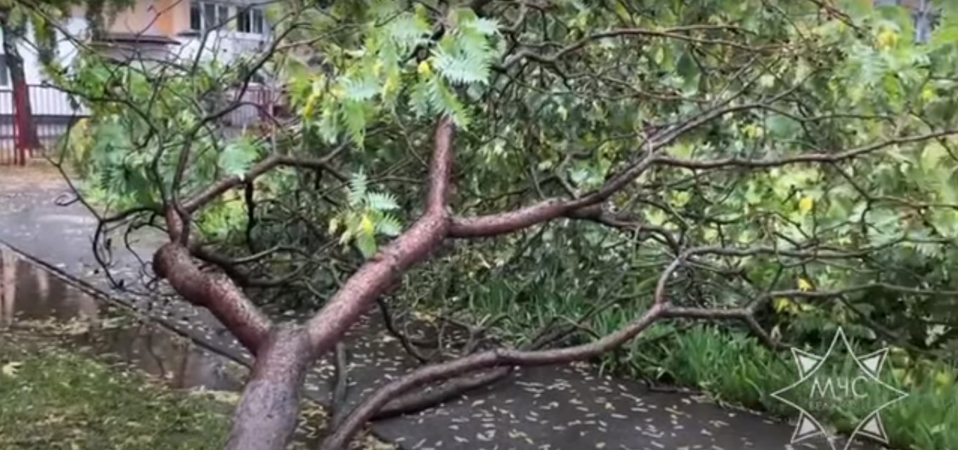 upalo derevo ubrat 01