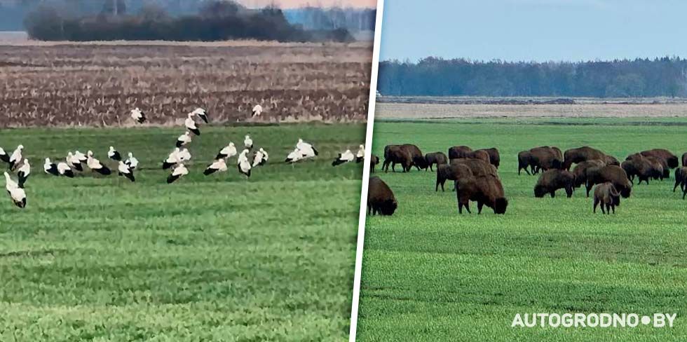 Два символа Беларуси в одном месте: "Не каждый день увидишь такую красоту"