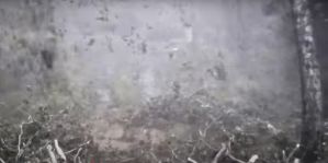 Недавний ураган попал в объектив камер на литовской границе. Видео впечатляет: здоровые деревья валятся, как спички