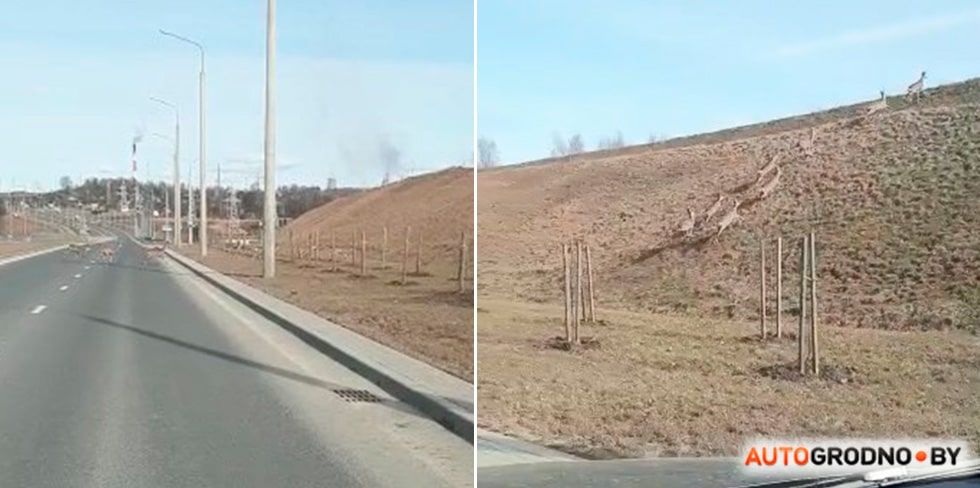 Может быть трагедия: у Восточного моста в Гродно бегает стадо косуль