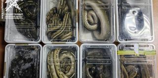 Еще одна попытка перевезти контрабандных змей в рейсовом автобусе из Польши провалилась