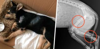 В Гродно сбили собаку (видео): "Без помощи людей операцию не осилю"