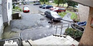 В Гродно собака выпала с 8 этажа и … выжила: спас стоящий у подъезда прицеп. Видео