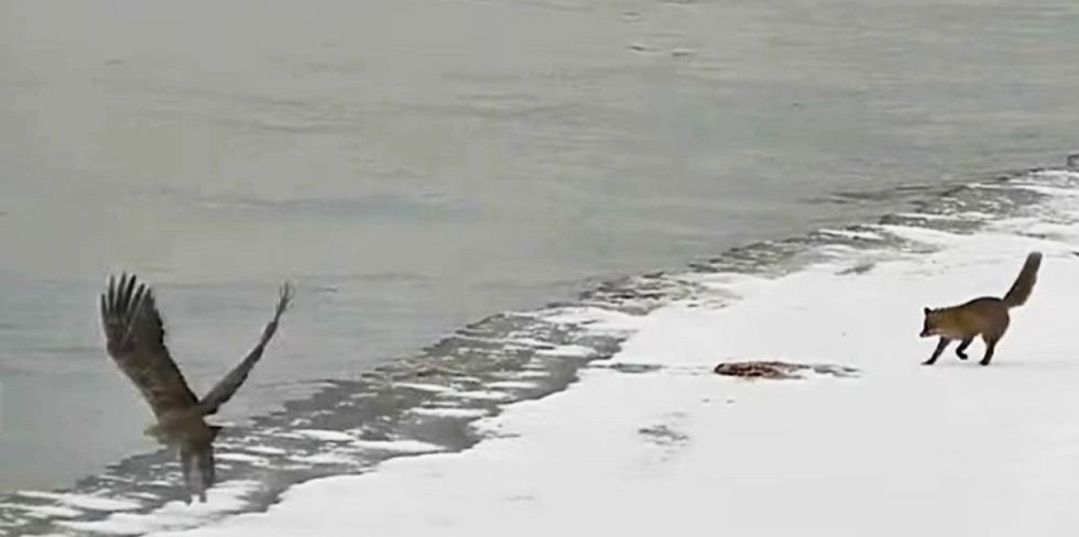 Литовские пограничники зафиксировали "рыбные" разборки на границе. Три эпизода за один день