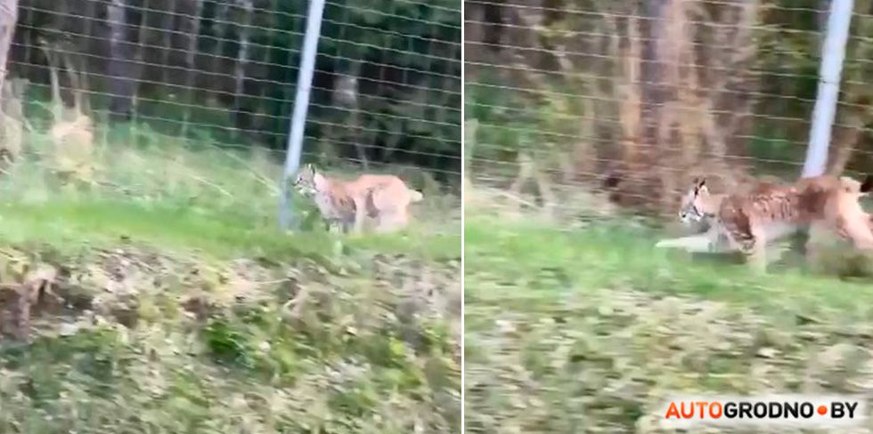 По трассе М6 бегала рысь! Мужчина не побоялся ее спасти