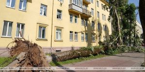 Самостоятельно или с разрешением? В Минприроды рассказали, как правильно убирать упавшие деревья