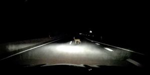 Ночью на Суворова на дорогу выбежала косуля. Водитель VW не смог предотвратить наезд