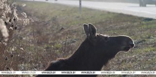 В стране участились случаи ДТП с дикими животными в светлое время суток. Что предлагается?