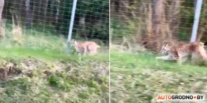 По трассе М6 бегала рысь! Мужчина не побоялся ее спасти