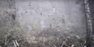 Недавний ураган попал в объектив камер на литовской границе. Видео впечатляет: здоровые деревья валятся, как спички