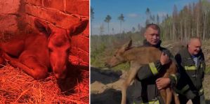 Помните маленького лосенка, которого спасли на лесном пожаре? Детеныша приютили в местечке под Гродно