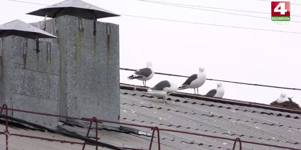 Чайки в Гродно расплодились: как соседи-птицы мешают горожанам. А главное – что делать?