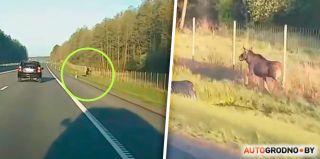 Лось бегает по М6 в районе Щучина и не может вернуться в лес. Видео