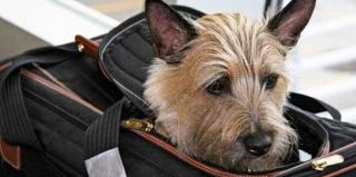 Перевозка домашних животных через границу – через красный коридор. О чем еще следует знать хозяевам питомцев?