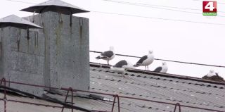 Чайки в Гродно расплодились: как соседи-птицы мешают горожанам. А главное – что делать?