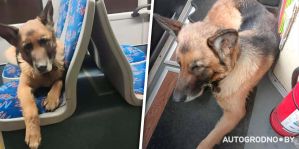 Немецкая овчарка катается по всему Гродно на автобусах: ее никак не могут словить