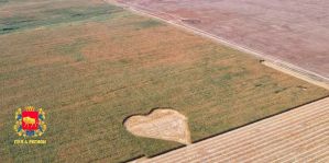 "С любовью к Беларуси": в полях возле Дятлово трактористы создали 100-метровое сердце